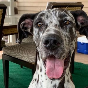 Meet your Posher, Danielle